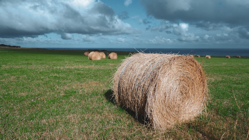 a group of bales of hay in a field