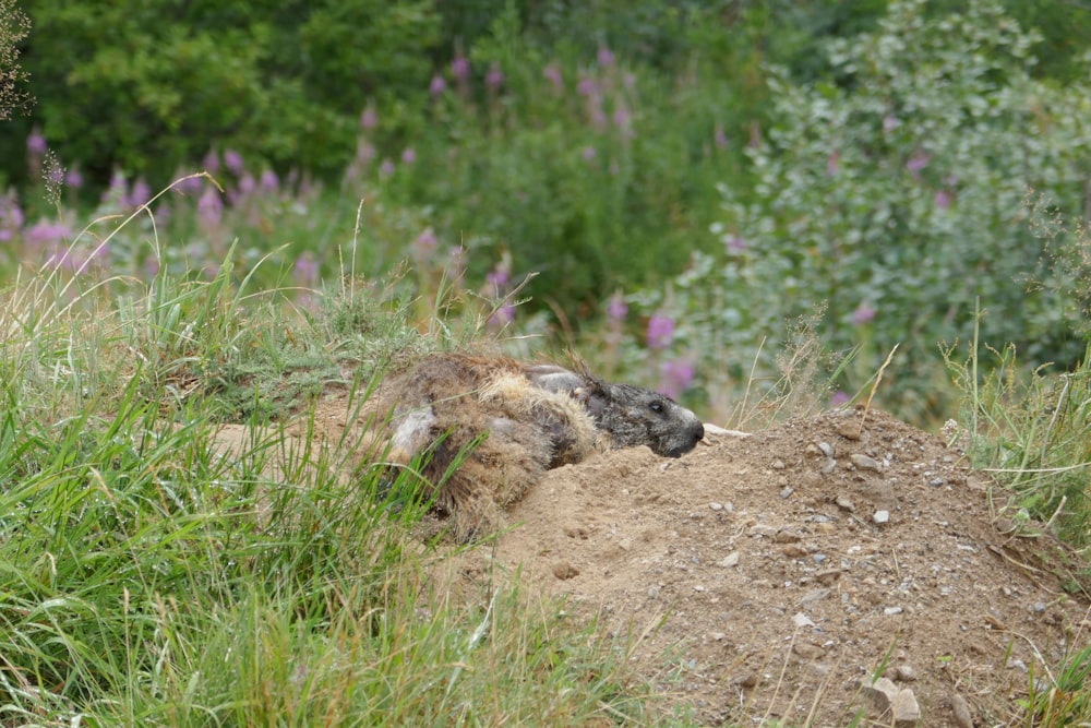 A small animal lying on the ground photo – Free Switzerland Image on  Unsplash