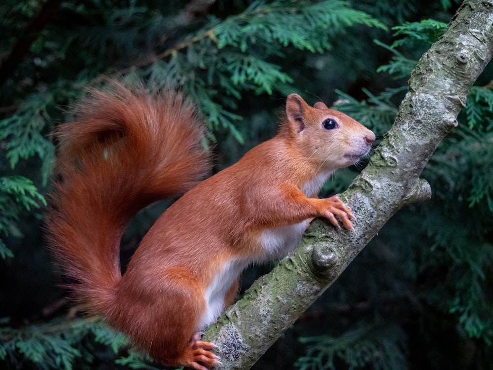un écureuil sur une branche d’arbre