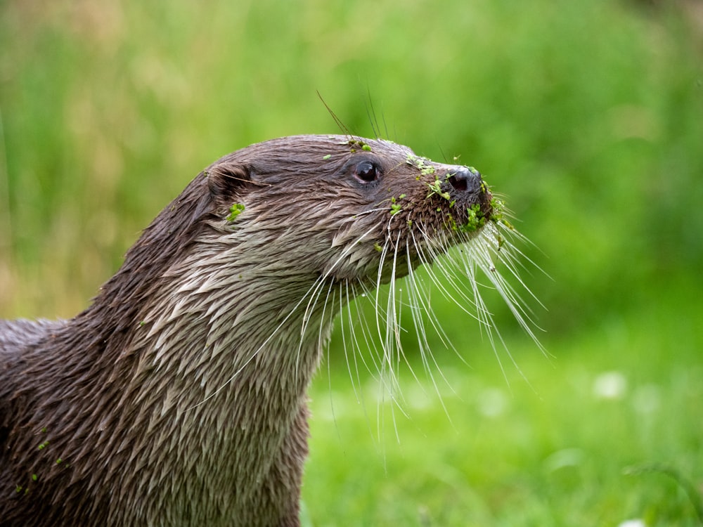 a close up of a beaver