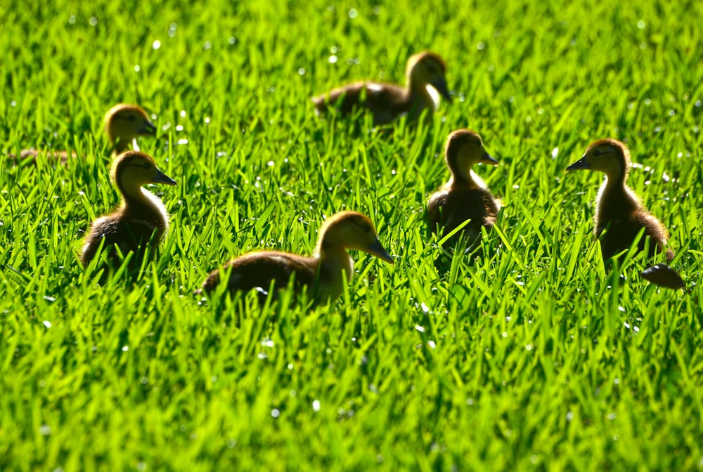 a group of ducks in a grassy area