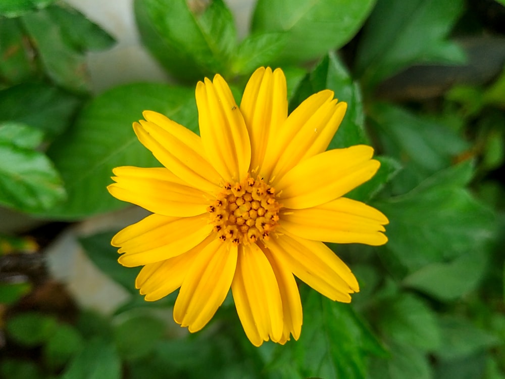 a yellow flower with green leaves