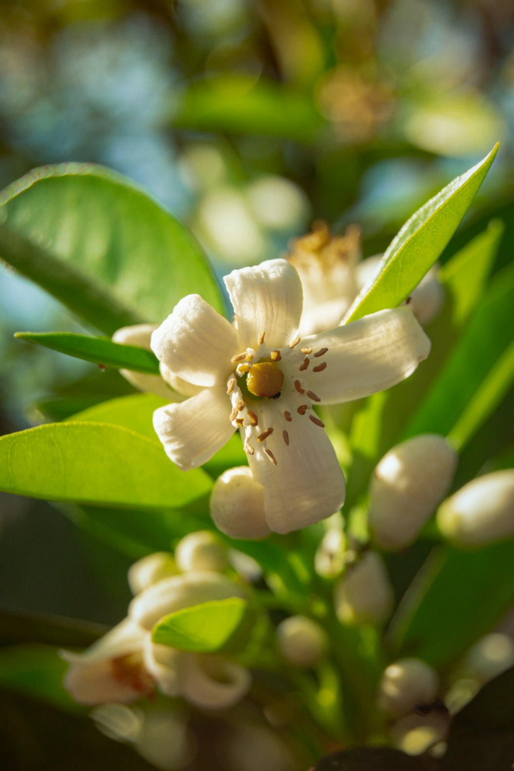 a close up of a flower