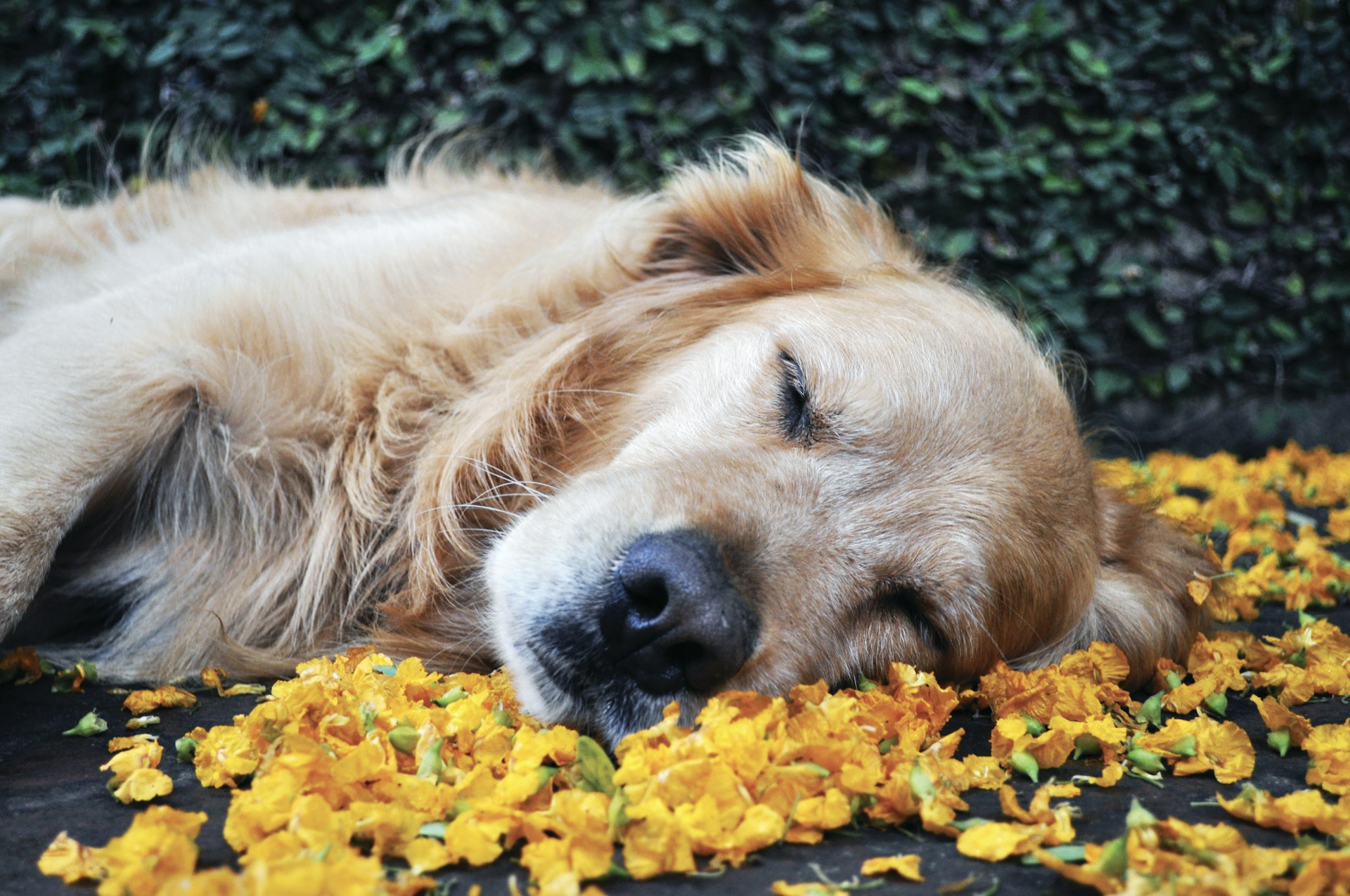 a dog lying on yellow leaves