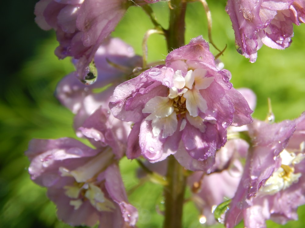 a close up of a purple flower