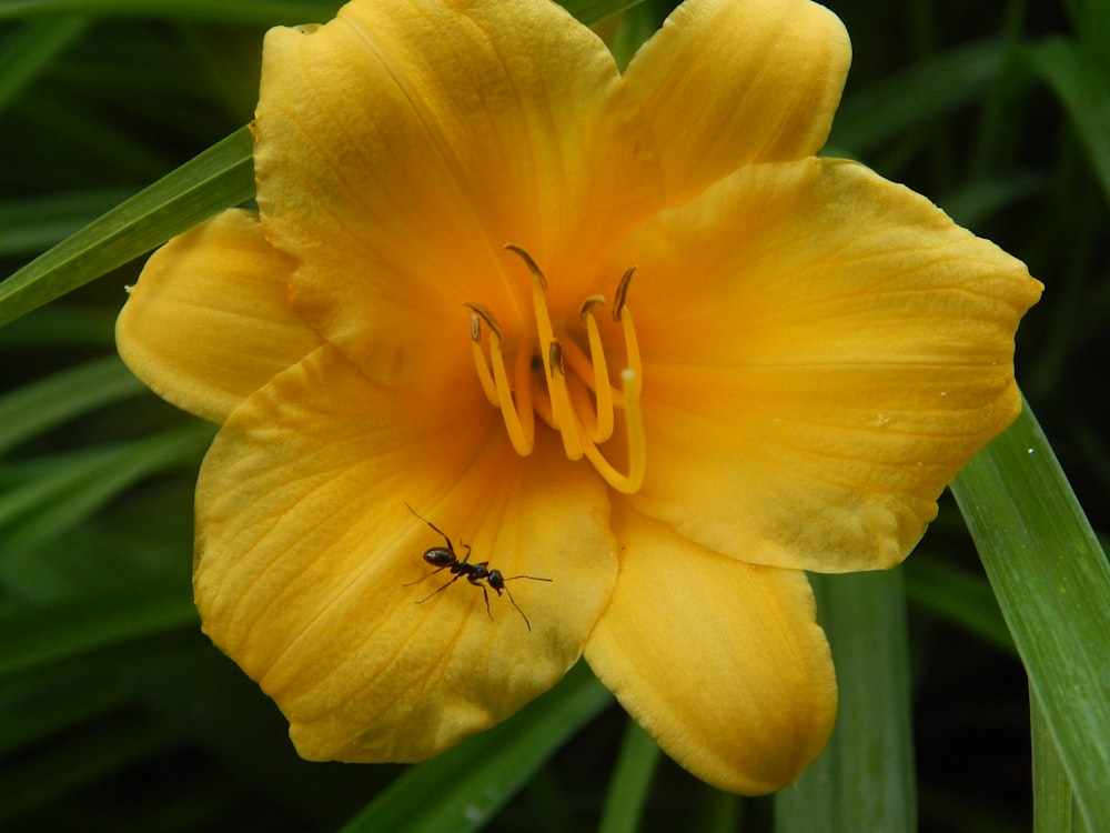 a yellow flower with a bug on it