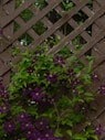 Purple clematis flowers climbing a wooden fence