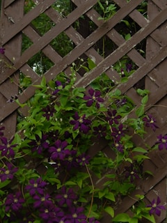 Purple clematis flowers climbing a wooden fence