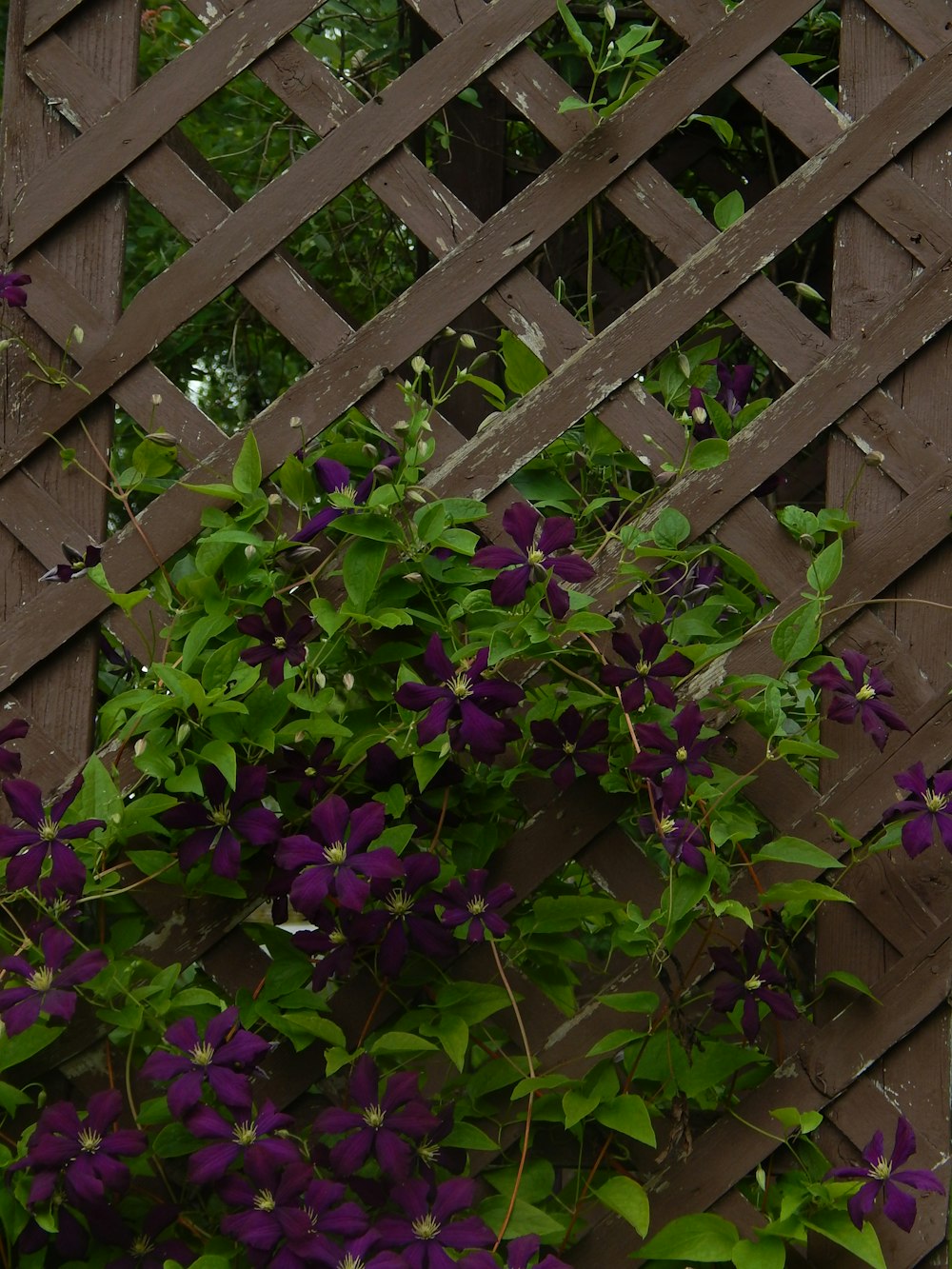 Fleurs violettes sur une clôture en bois