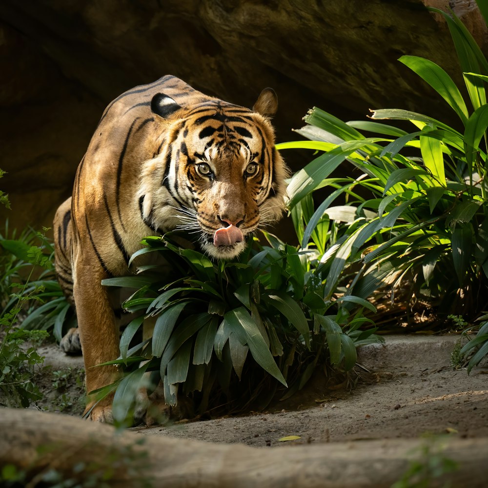 a tiger eating leaves
