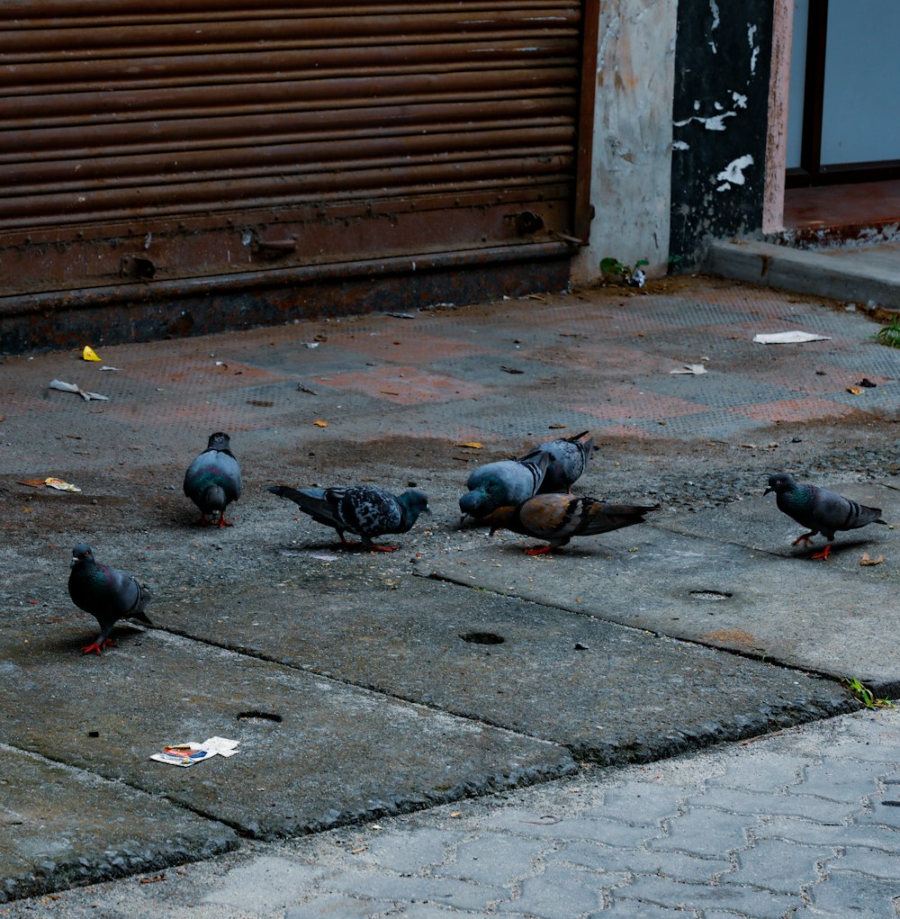 pigeons on the sidewalk