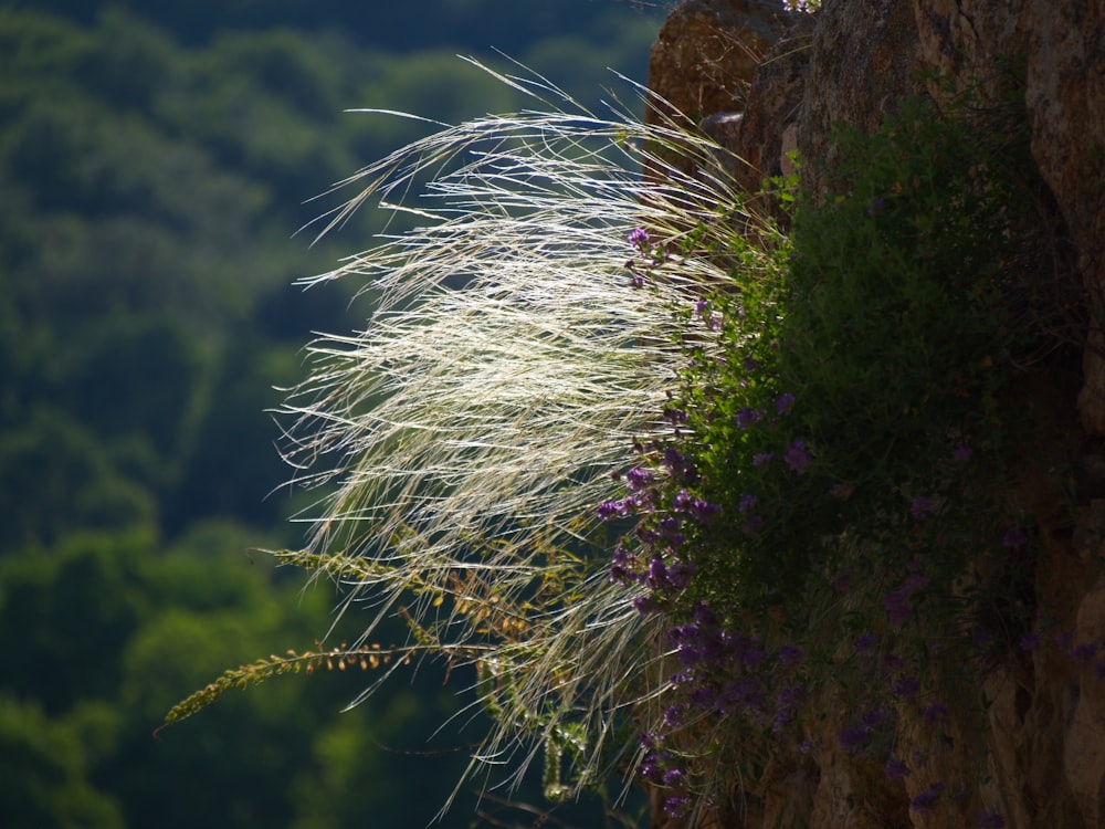 a close-up of a dandelion flower