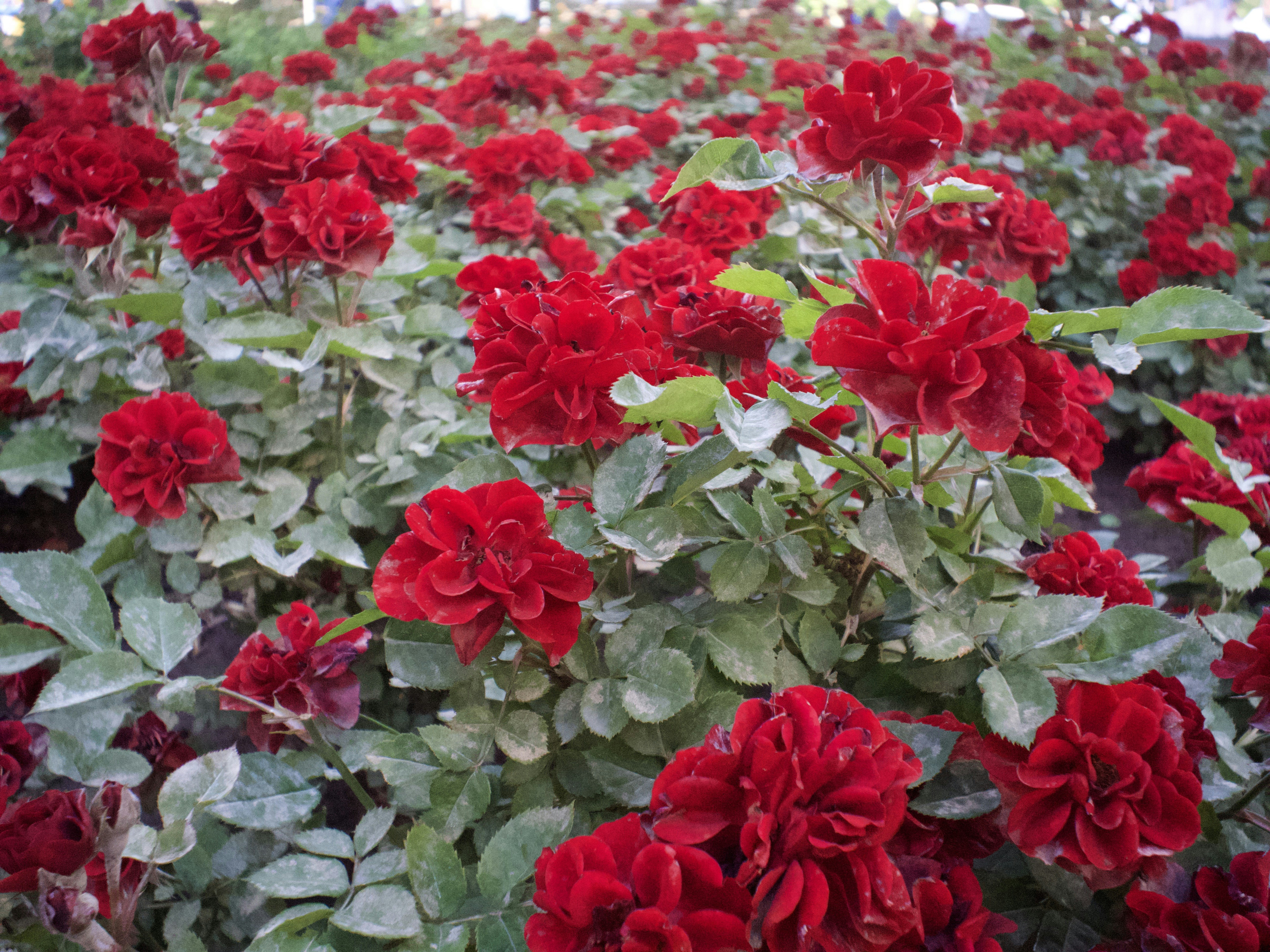 Photo by my_name_is_mia