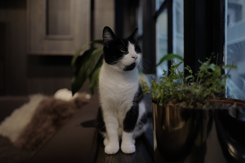 a cat standing on a table