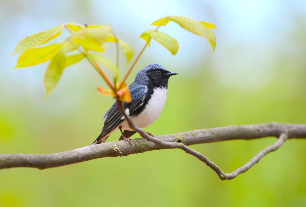 a small bird perched on a branch