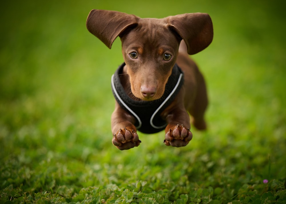 a dog running through grass