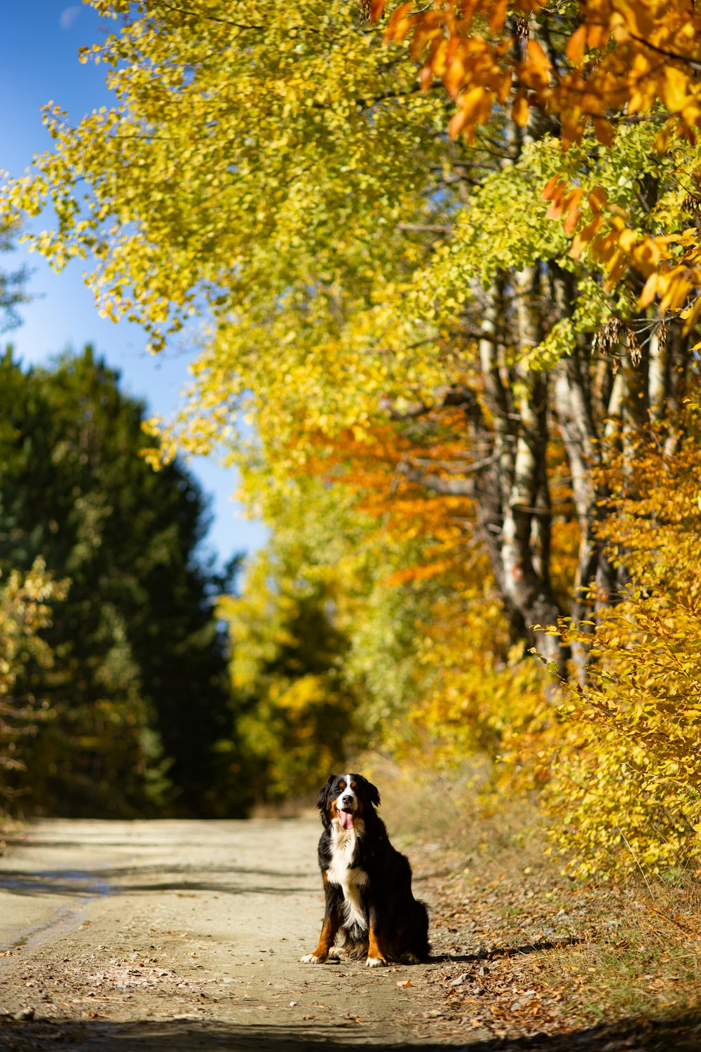 a dog sitting on a road