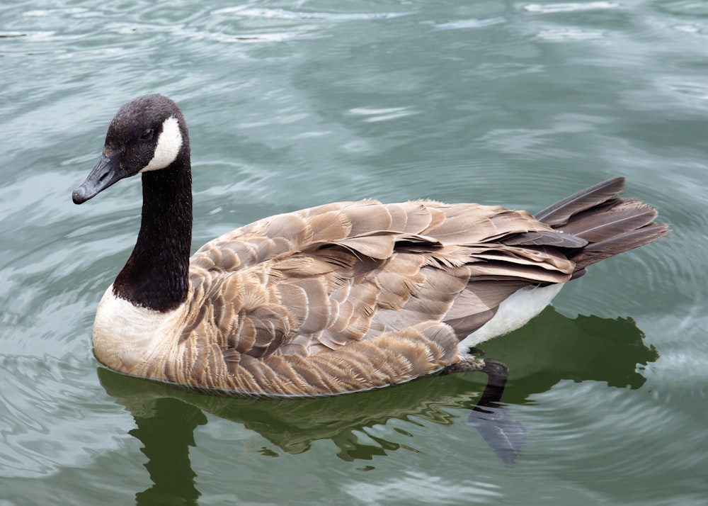 a duck swimming in water