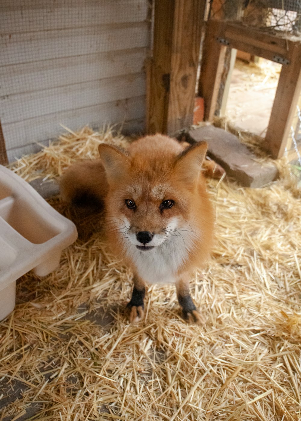a fox sitting on hay
