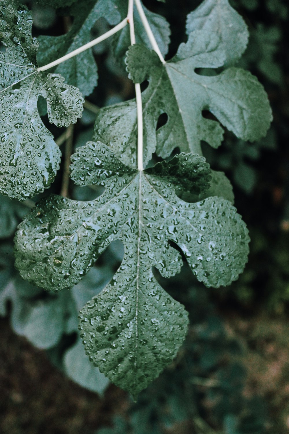 a close-up of some leaves