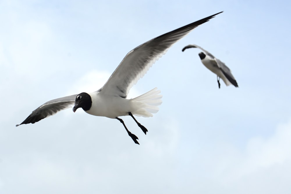 a couple of birds flying in the sky