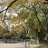 Tall trees with yellow and green leaves arch over a pathway where a person is walking. A lamp post holds a sign reading 'Boston Common 1634'. The background shows a street bordered by a fence and additional trees.