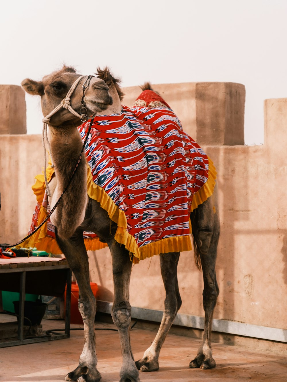 a camel wearing a red and blue blanket