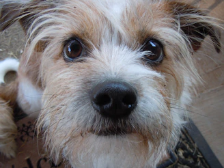 Close-up of a small dog before grooming, looking a bit messy but adorable.