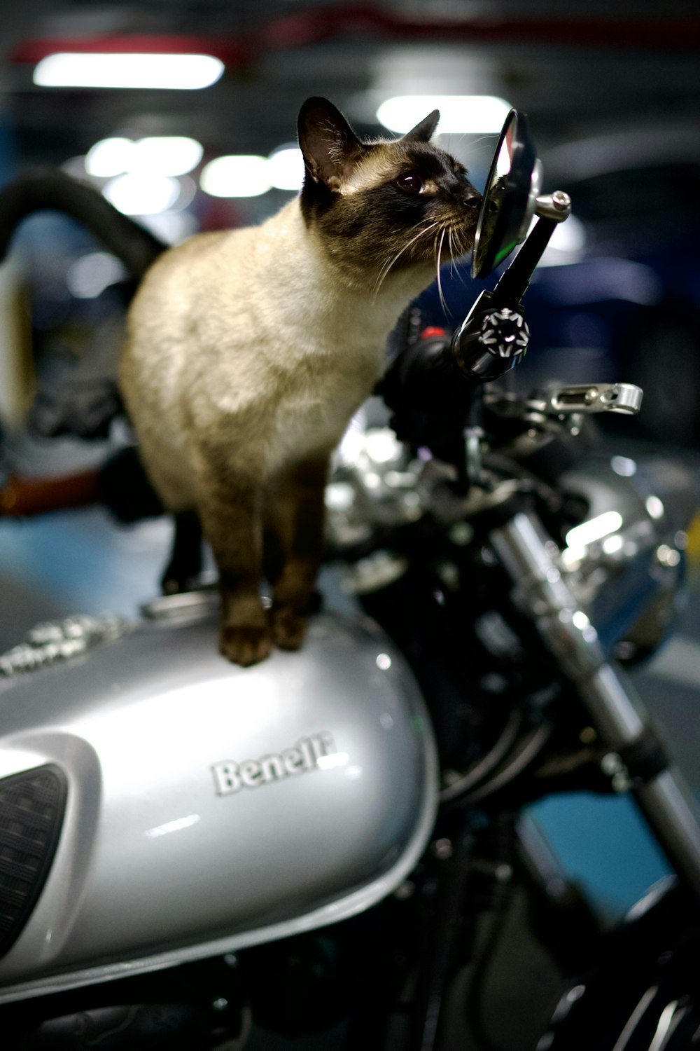 a cat on a motorcycle