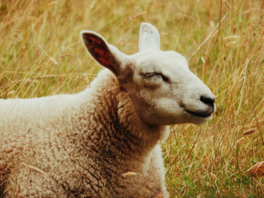 a white lamb in a field