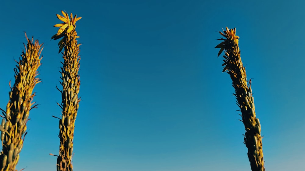 a group of plants with yellow flowers