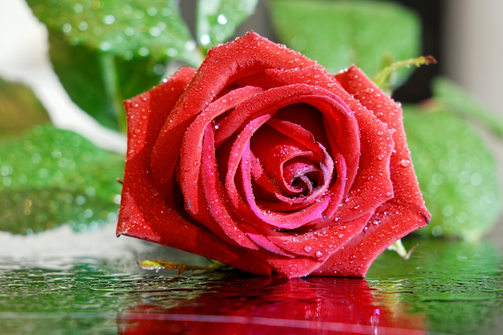 a red rose on a wet surface