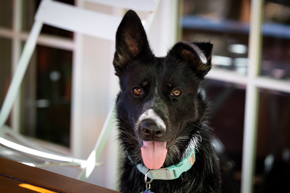 a dog with its tongue out