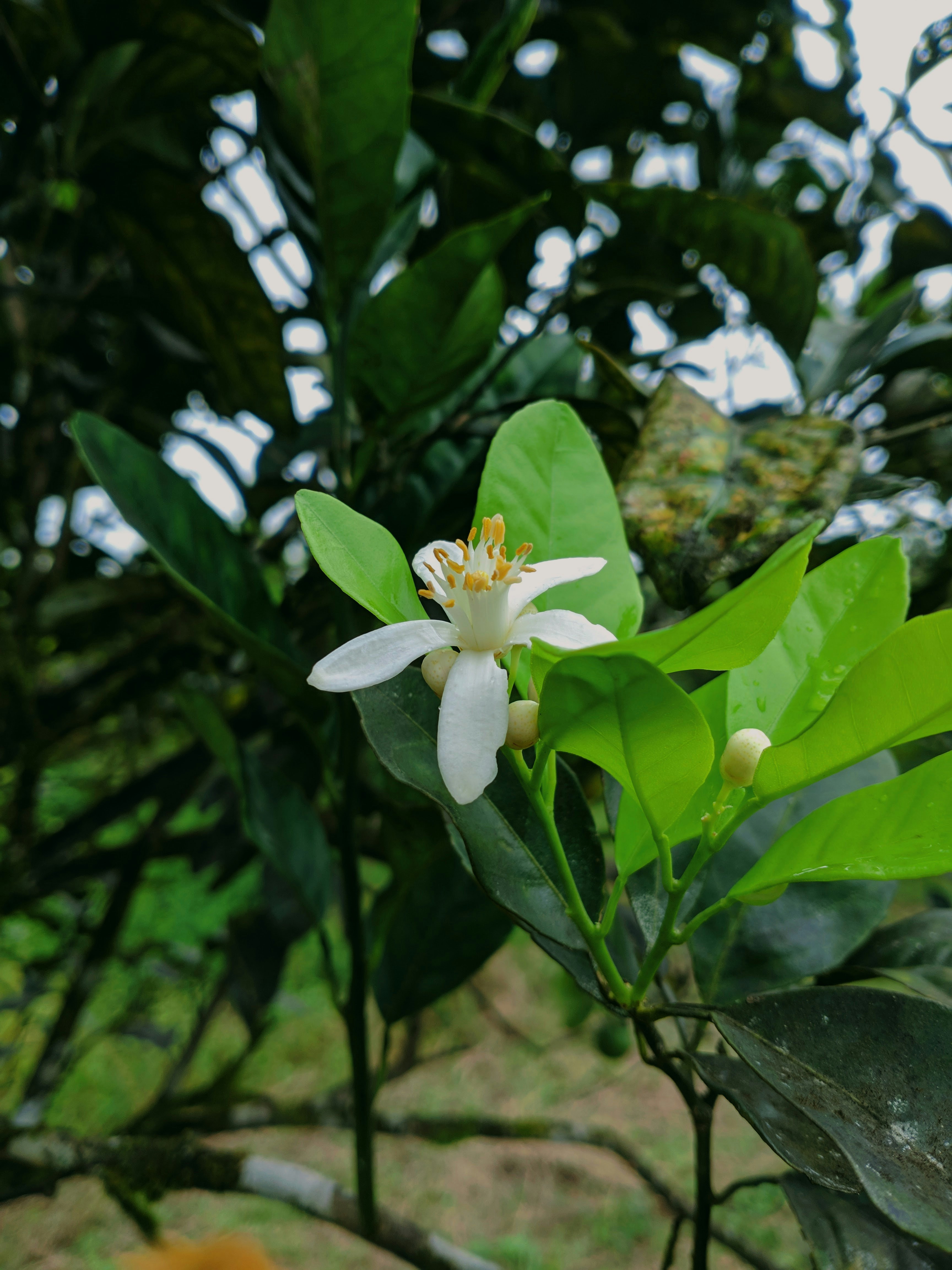 Photo by clevertonvaz