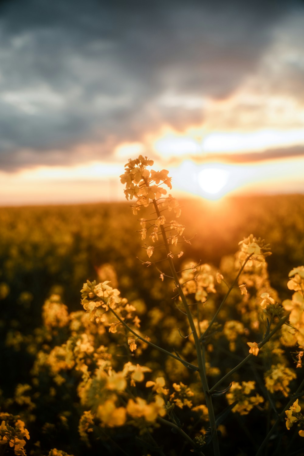 Ein Blumenfeld mit der Sonne im Hintergrund