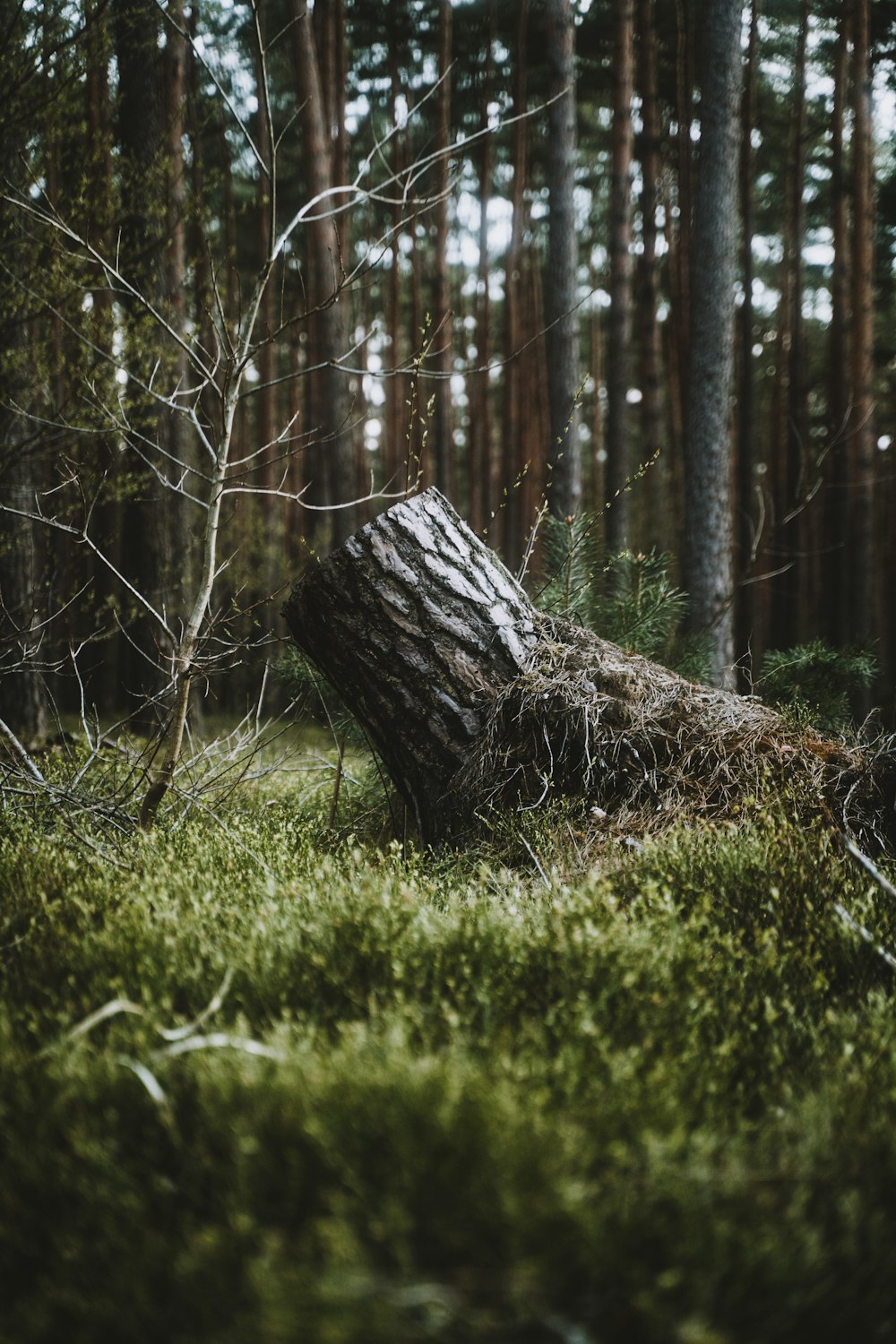 a tree stump in a forest