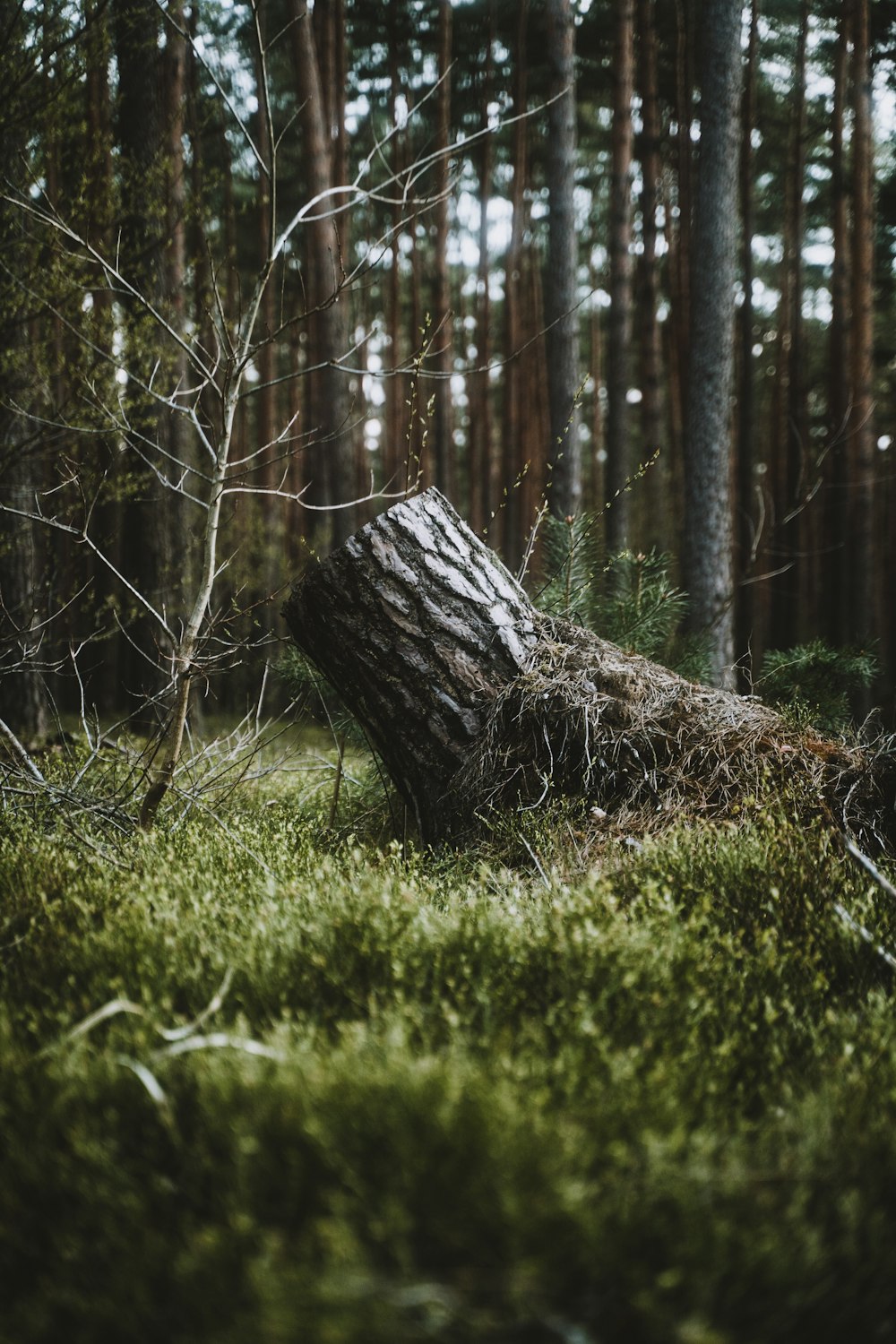 Une souche d’arbre dans une forêt