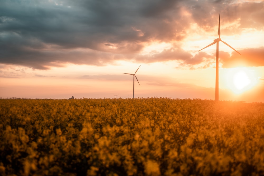 a field of yellow flowers with a windmill in the background