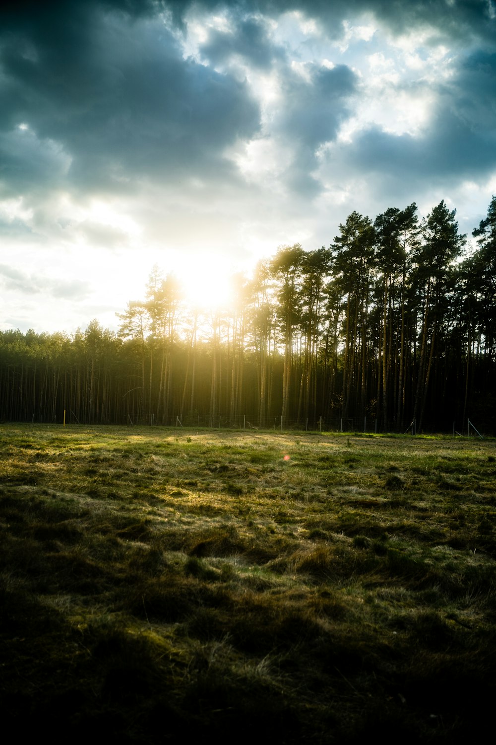 a field of trees with the sun shining through the clouds