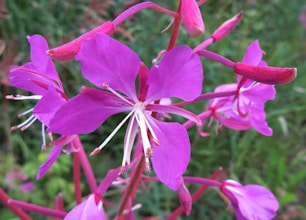 a close up of a flower