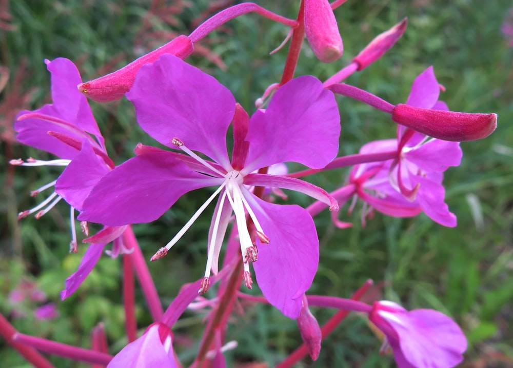 a close up of a flower