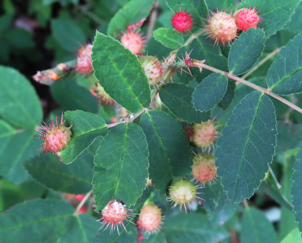 a close up of some flowers