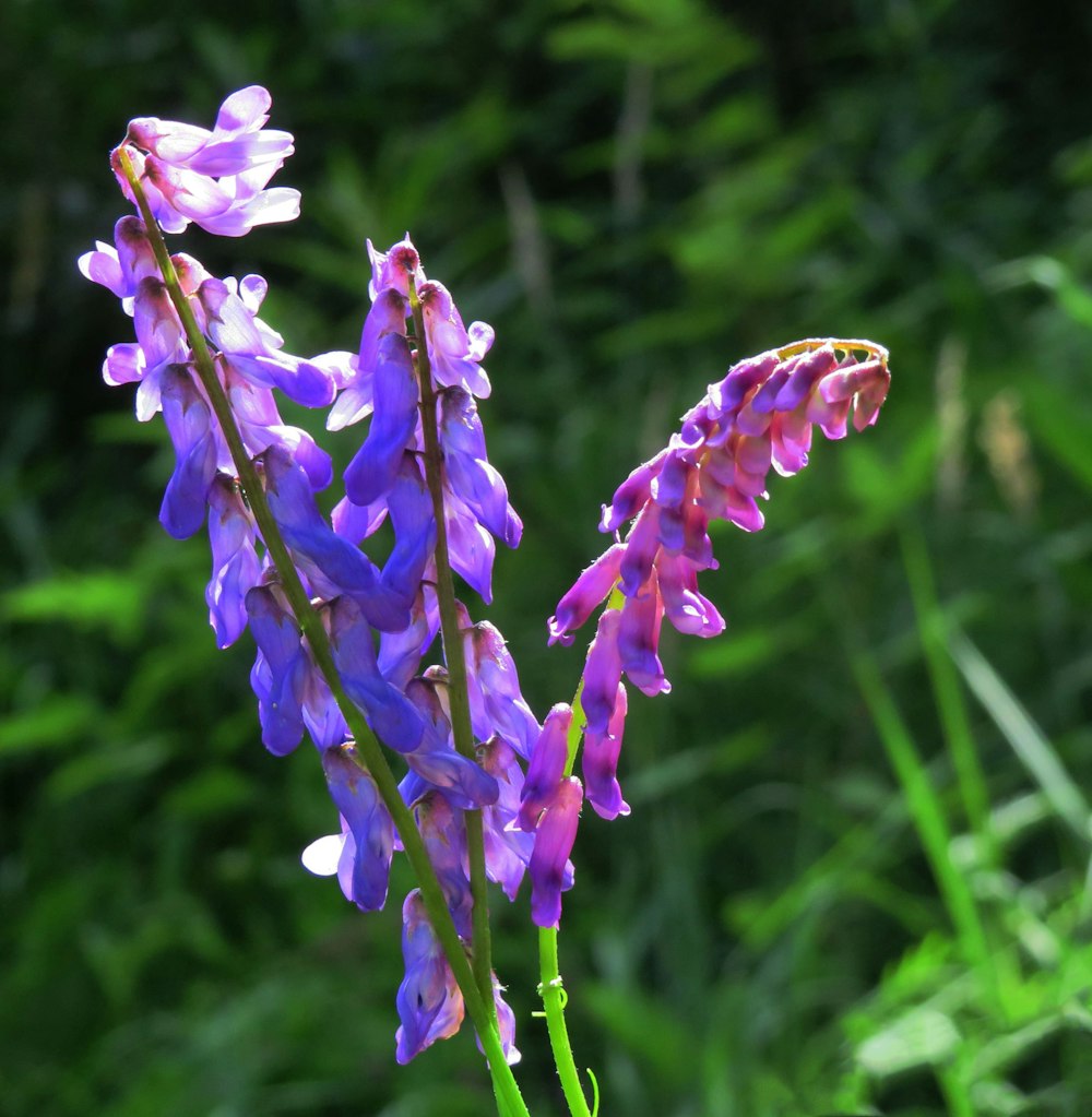 a close up of a flower