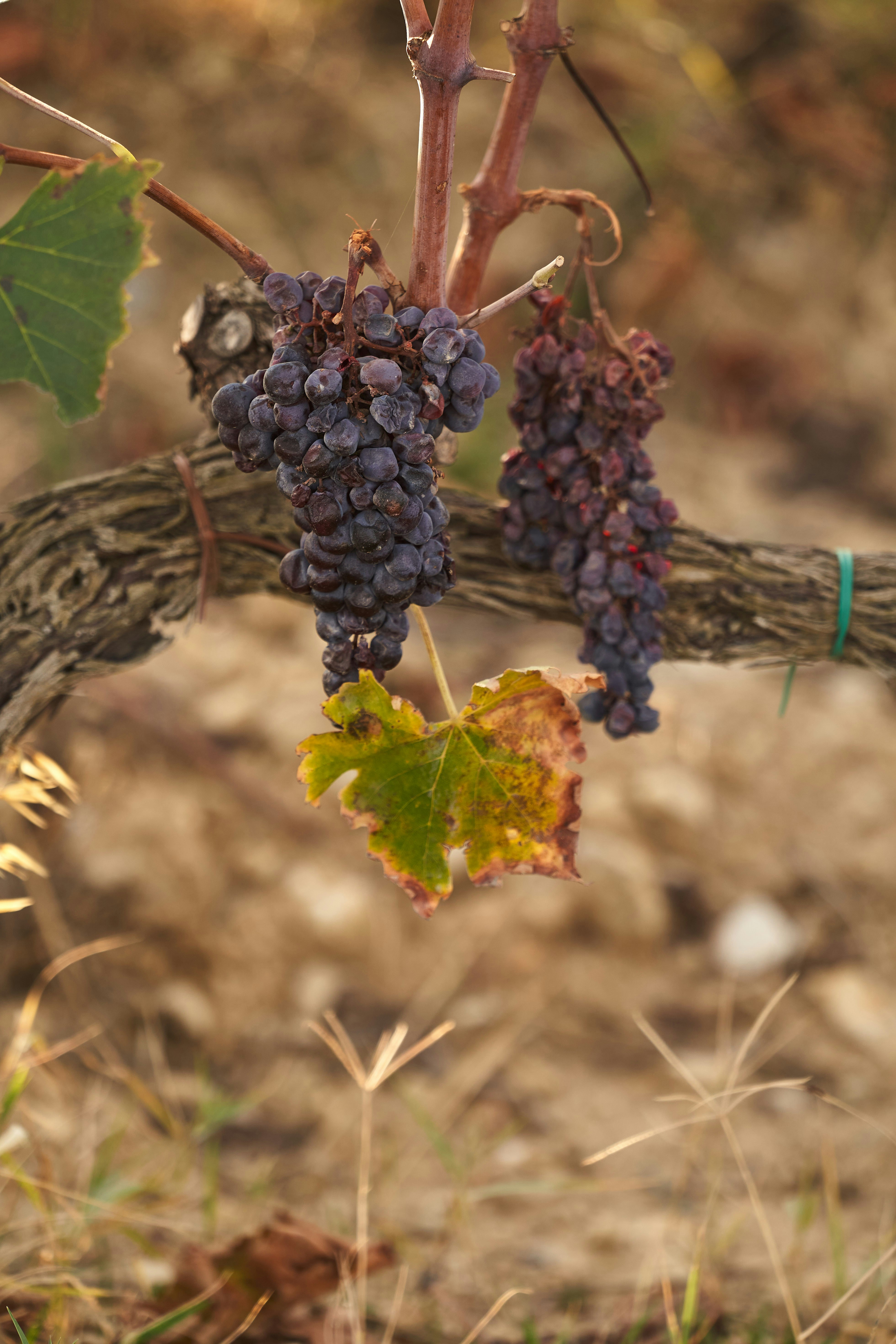 Due grappoli di uva scura pendono da una vite nodosa.