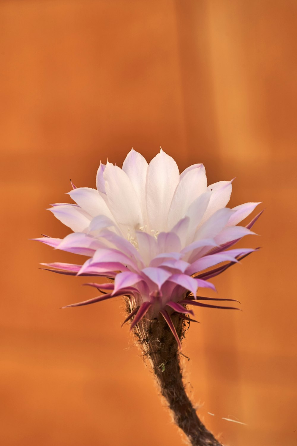 a close up of a flower