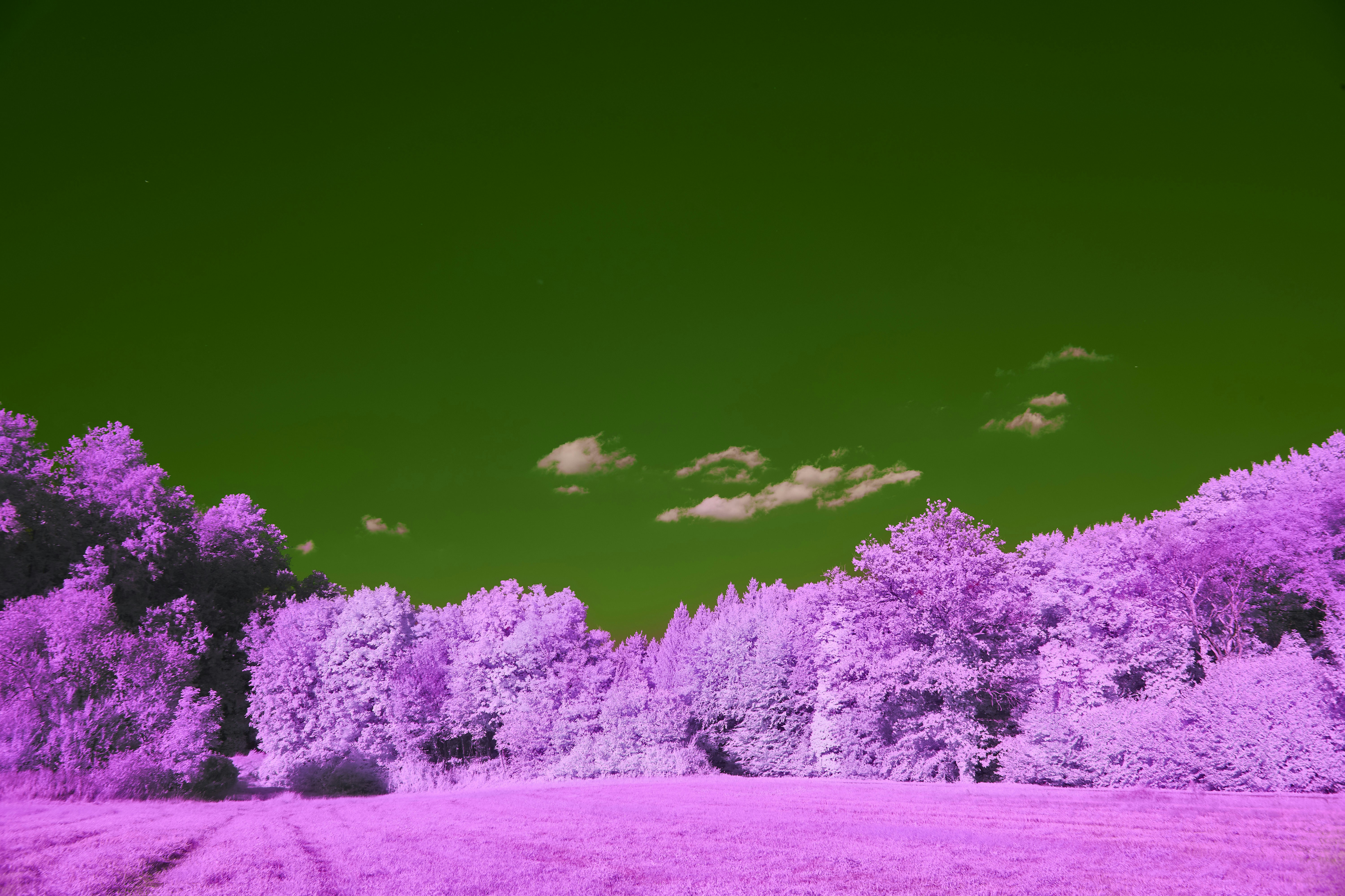 Photo by wolfgang_hasselmann