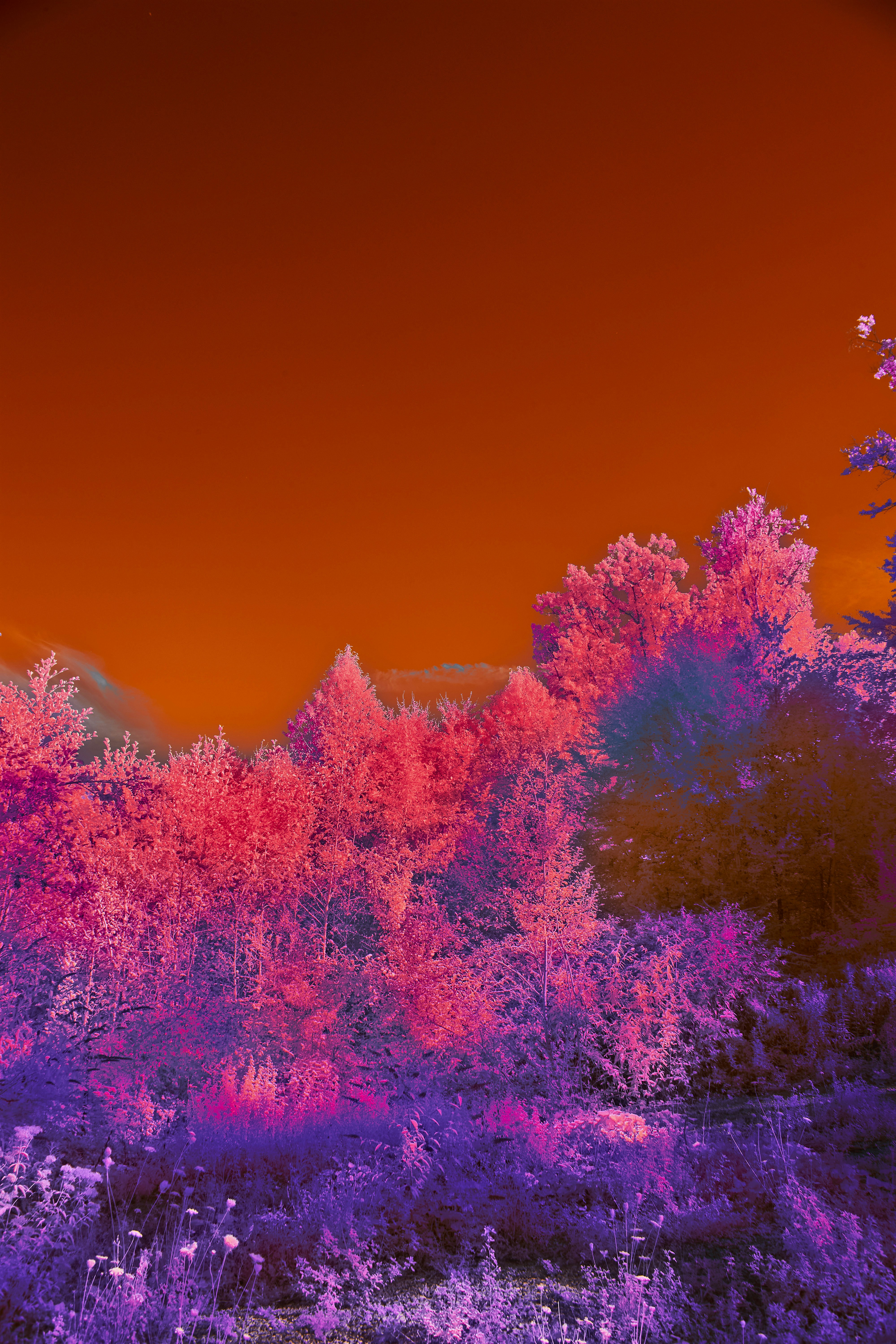 Photo by wolfgang_hasselmann