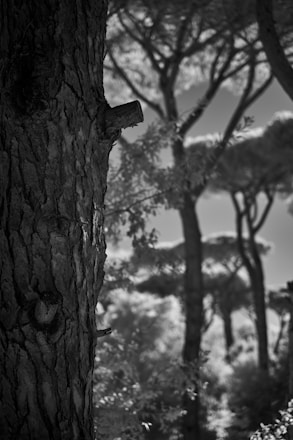 A black and white photograph of a forest, focusing on the rough, textured bark of a large tree in the foreground with blurred background trees featuring umbrella-like canopies. Soft sunlight filters through the branches, creating a serene and natural atmosphere.