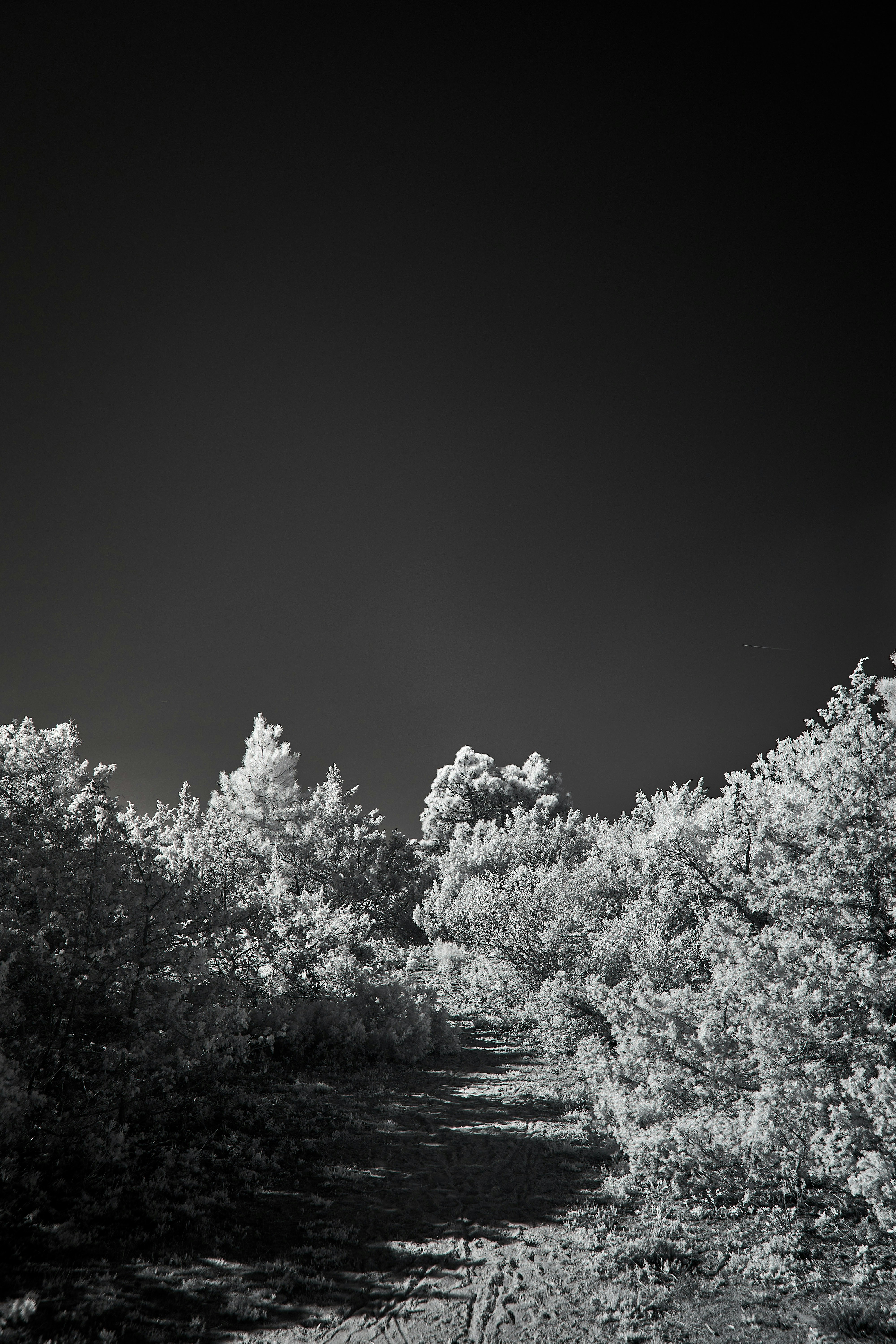 Photo by wolfgang_hasselmann