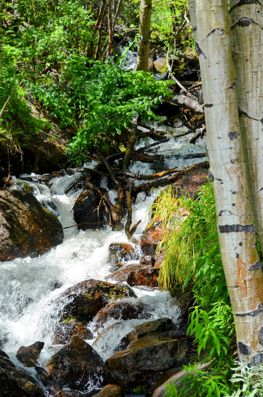 a small waterfall in a forest